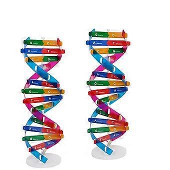 2 stk børn dna model kit dobbelt helix gener dna modeller biologisk videnskab popularisering undervisningsmidler til dna samling display tidlig uddannelse legetøj