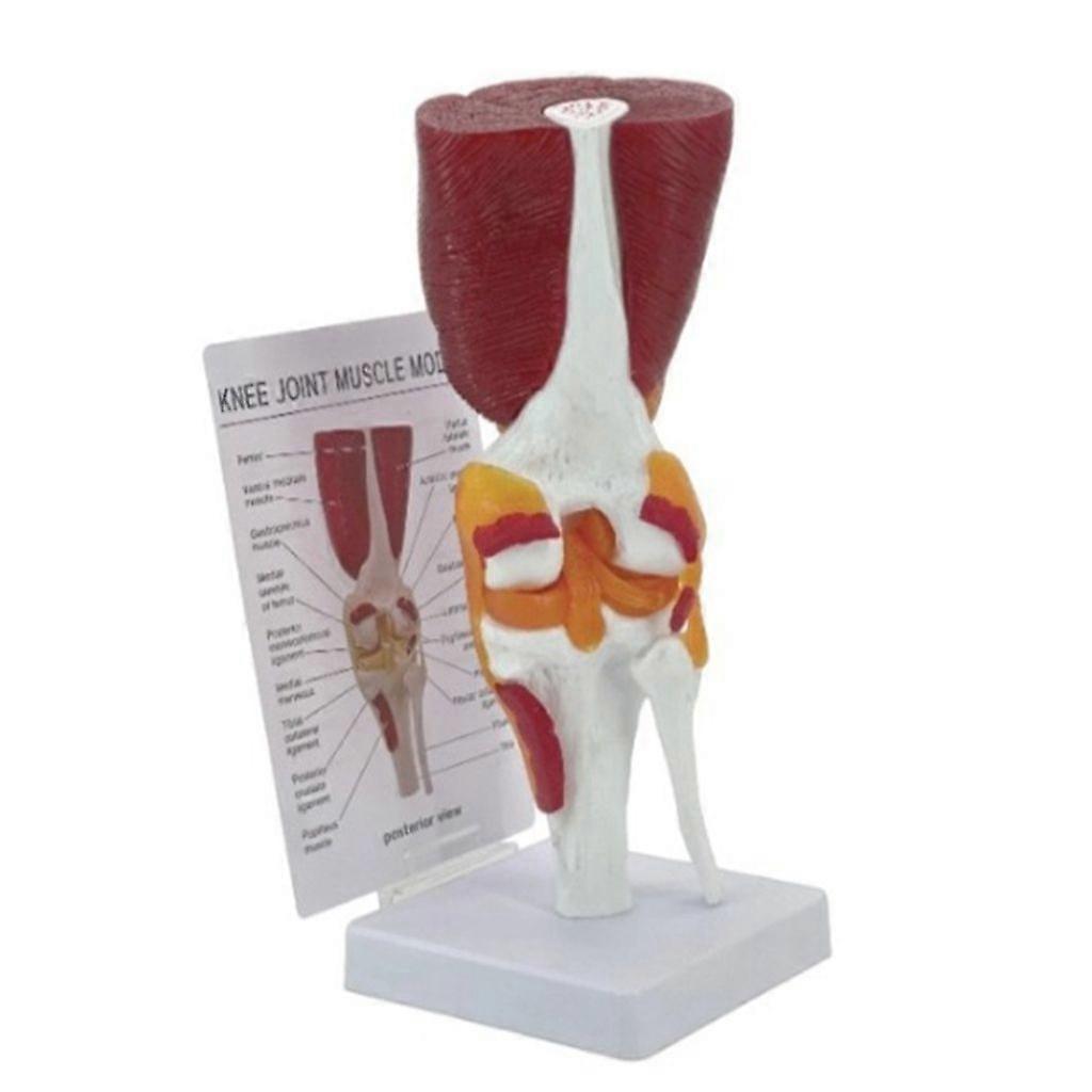Human Knee Anatomy Model Human Knee Joint Model Teaching Tool for Classroom