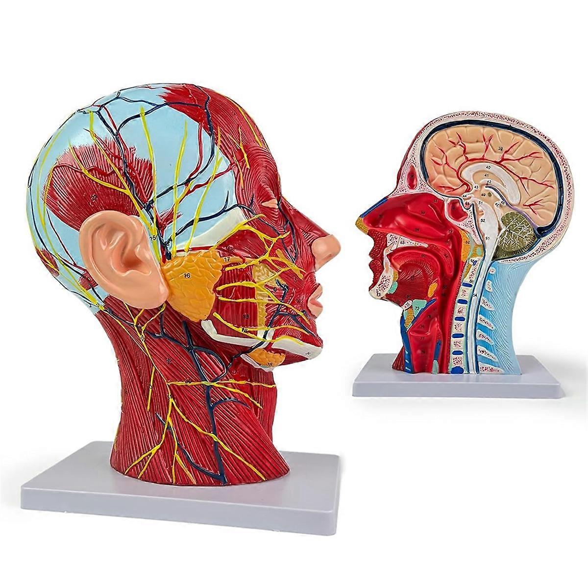 Life-Size Human Anatomy Model of the Head and Neck, Detailed Neurovascular and Muscular Structures,