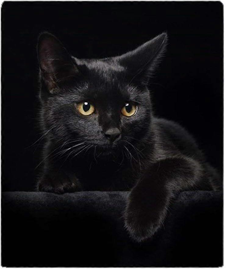 Kerota Couverture polaire douce chat noir plaid adapté pour canapé ou lit 60x50in 150x125cm