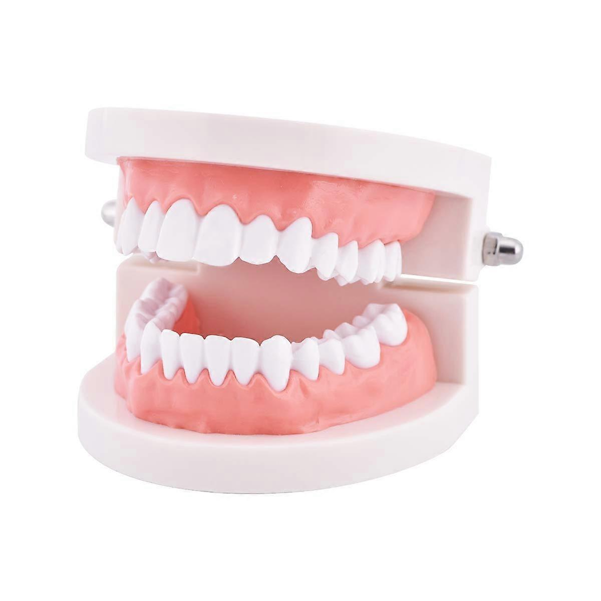 Dental Typodont Standard Size Teeth Model with Realistic Spacing for Brushing Demonstration