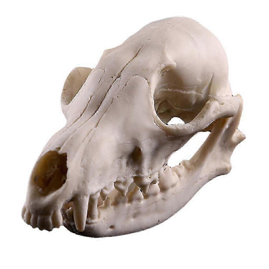 Realistic Bones Skull for Head Resin Skeleton Specimen Model Halloween Props Dec