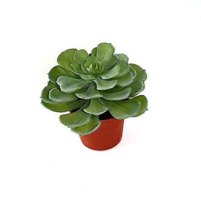 Echeveria succulent (16 cm) 