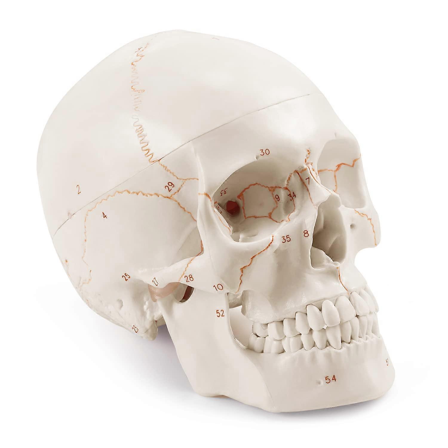 Upgraded Life Size Human Head Skull Anatomical Model with Newest Laser-Etched Fonts Not Hand Write Number