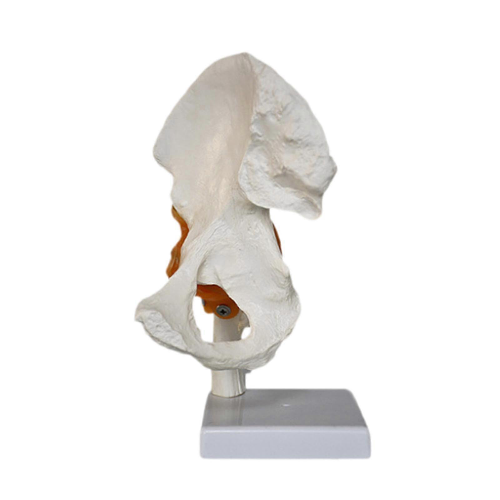 Human Hip Joint Model Sturdy Teaching Tool with Flexible Ligaments for Study