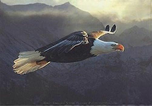 Dřevěné puzzle BALD EAGLE - SOARING - NATURE 941 -A1618