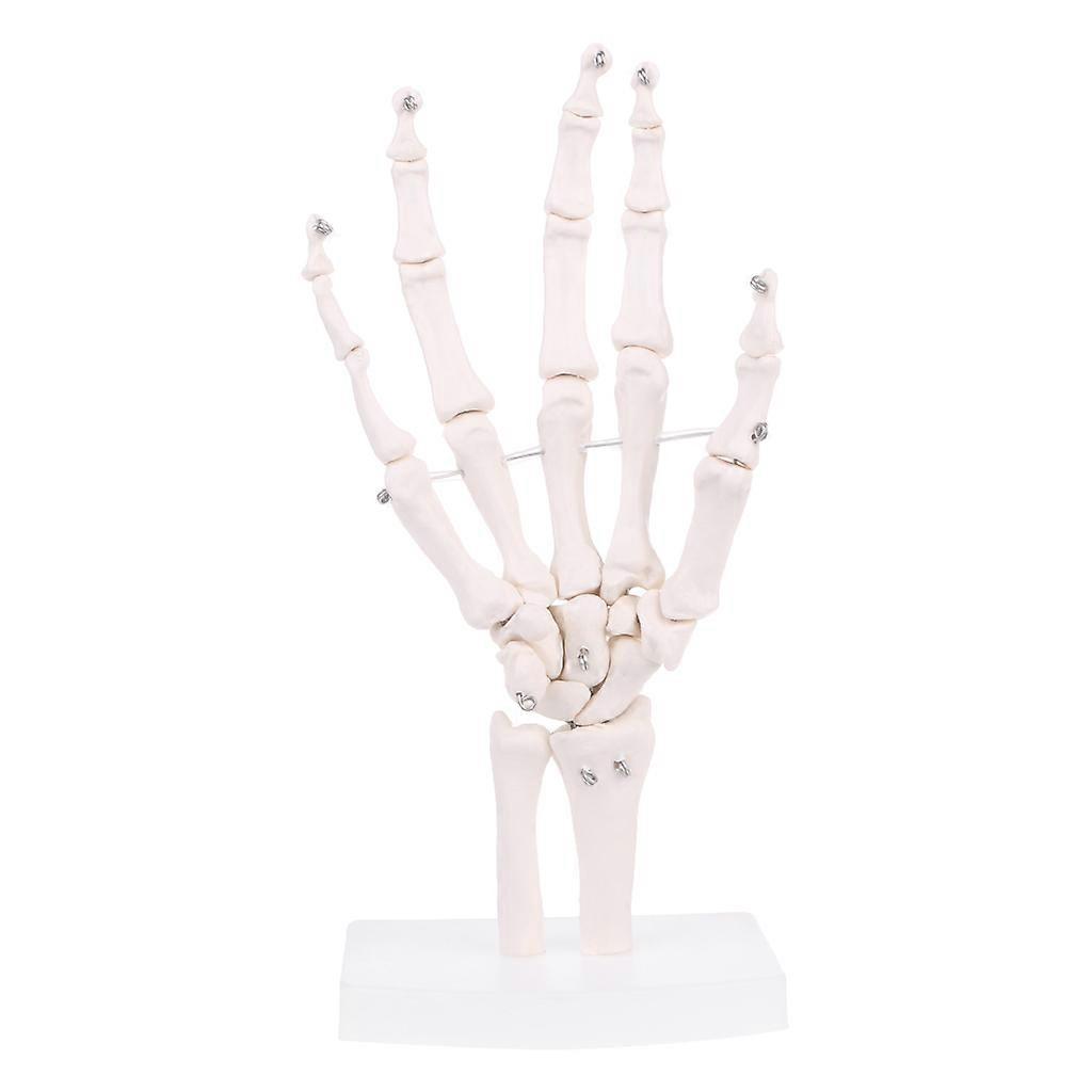 El Eklem Anatomik İskelet Modeli İnsan Tıbbi Anatomisi Çalışma Aracı Yaşam Boyutu Beyaz