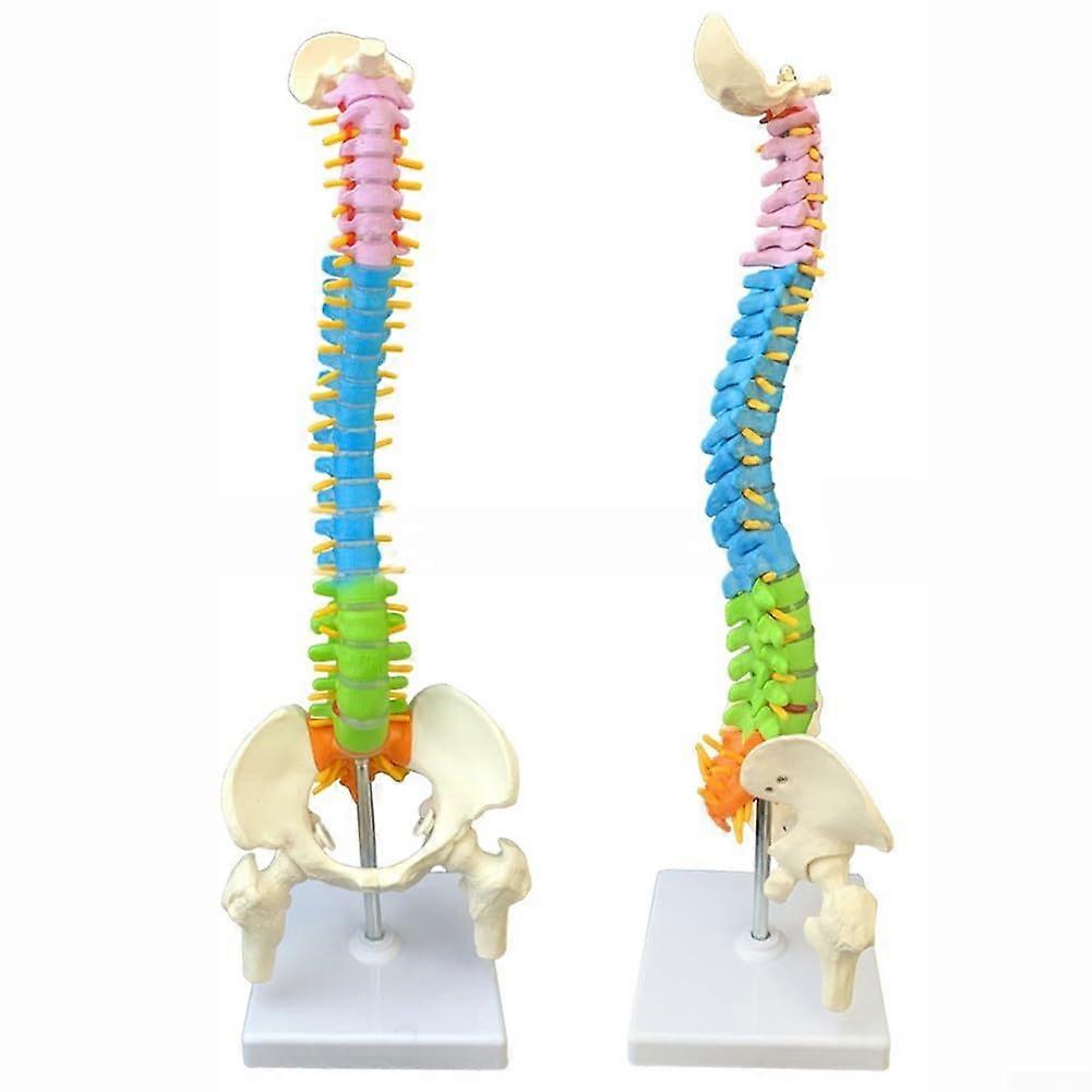 Amazing learning tool, precise 45 cm human spine model, supports effective education in spinal anatomy studies (45 cm).
