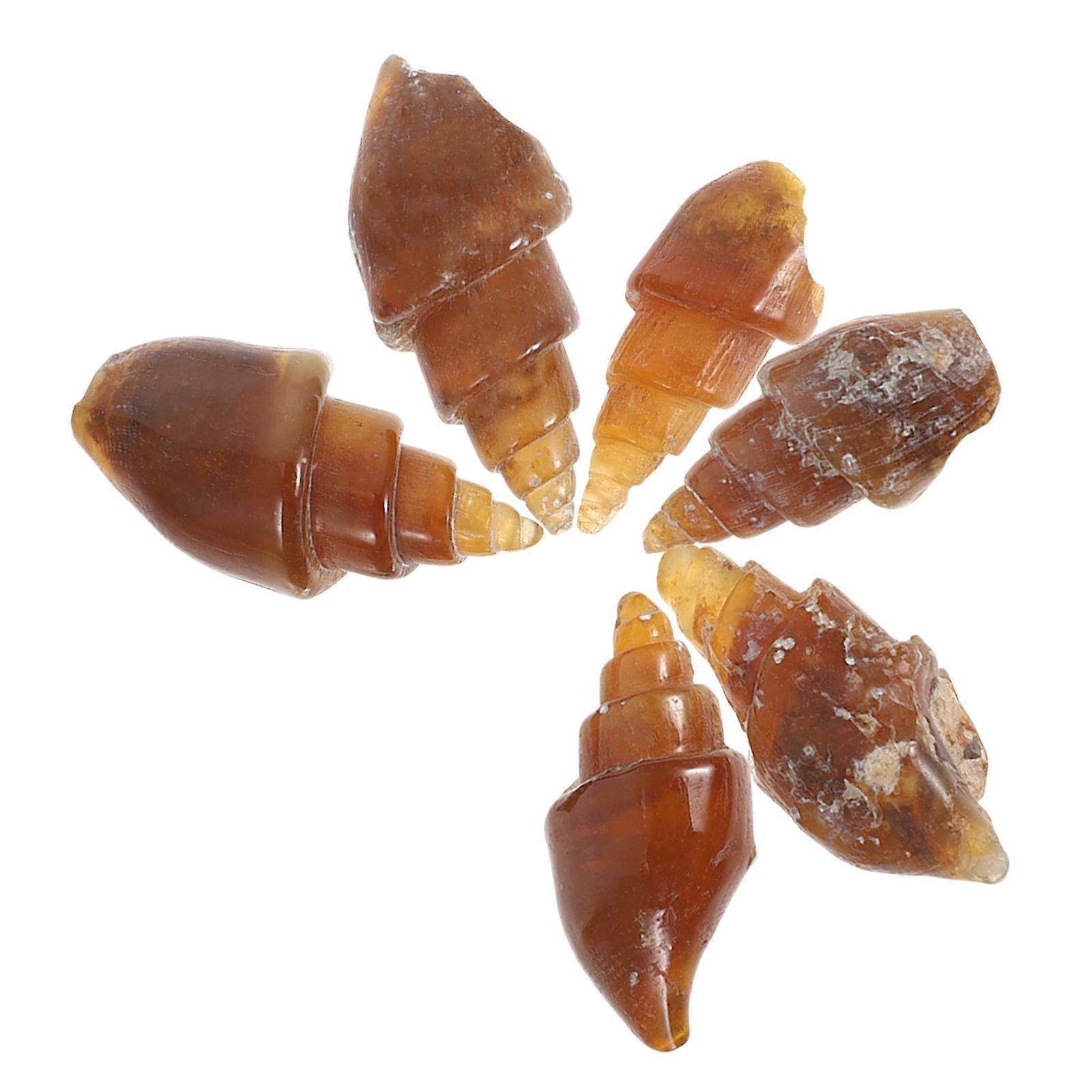 Light Brown Agate Snail Conch for Education Collection 6Pcs Set