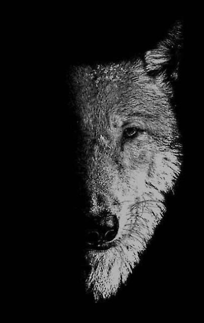 In The Company Of Wolves Paperback Book