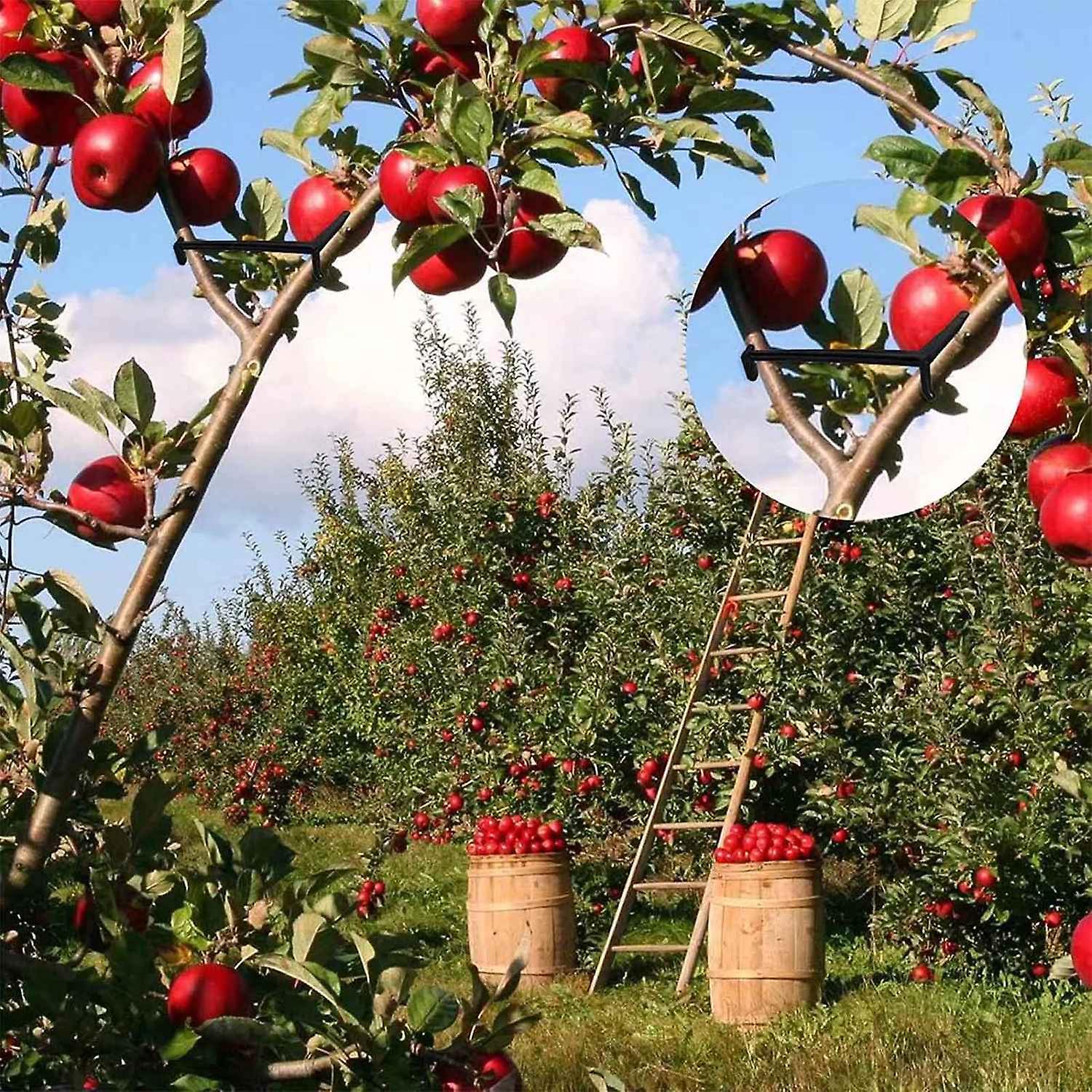 20/25pcs Fruit Tree Branch Limb Spreader for Strong Branch Support