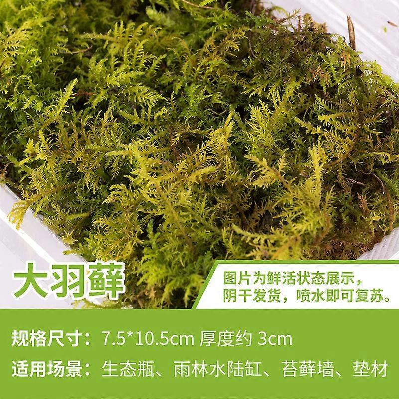 Moss and Bryophyte Used In Micro Landscape Potted Landscape Decoration Simulation Platform Moss Pavement Decoration