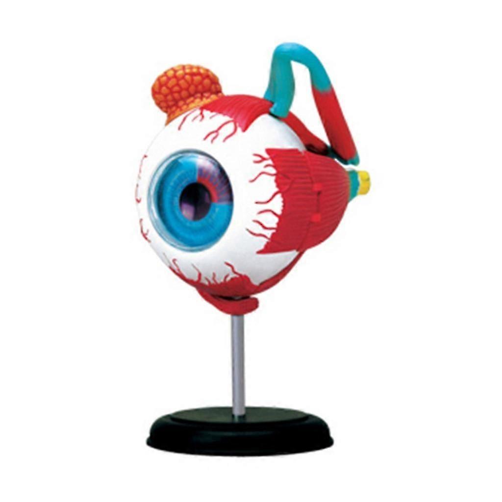 Cornea Eyeball Model Human Eye Model Human Eye Demonstration Teaching Prop