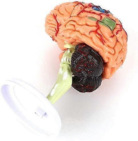 Human Brain Model 4D Anatomical Brain Model with Detailed Anatomy Visualization for Classroom Study