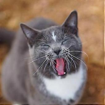 Gatos de granero de Colorado - Skunk y Chauncey