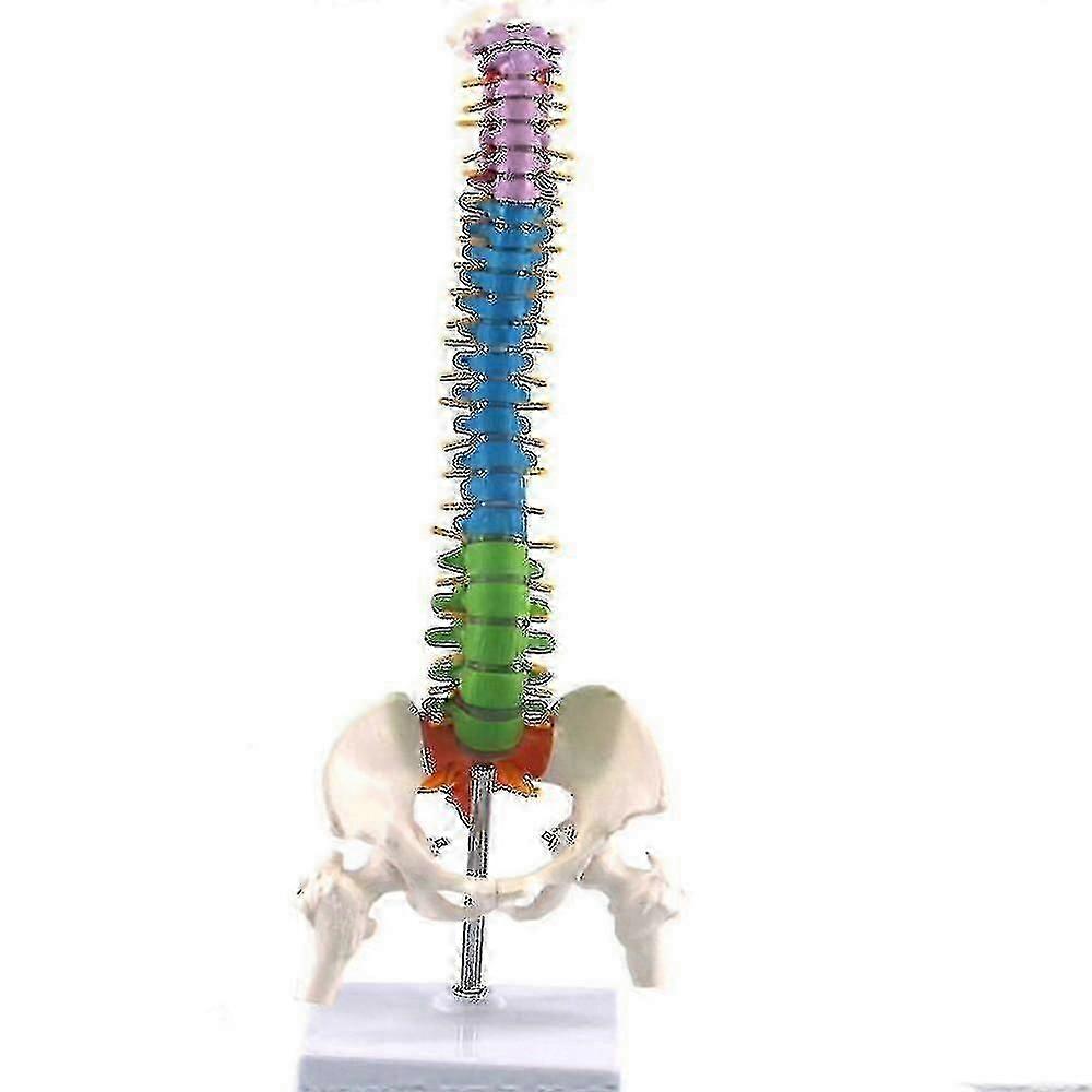 نموذج عمودي مرن بالحجم الطبيعي مع حوض وعظم الفخذ 45 سم على حامل تشريحي