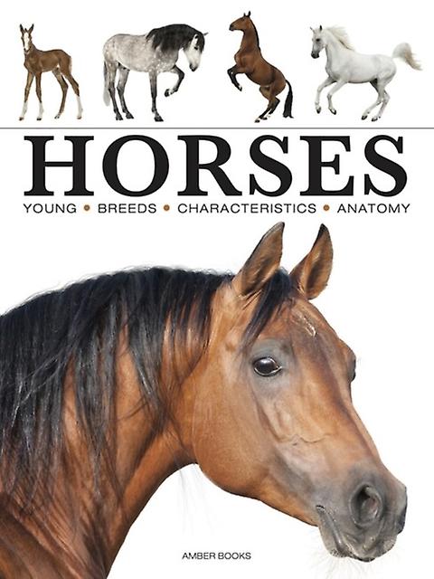 Horses - Paula Hammond