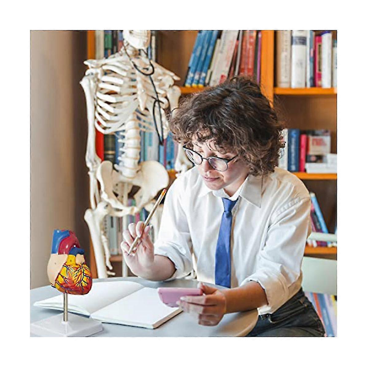 Heart Model, 2-part Deluxe Life-size Human Heart Model Anatomy With 34 Anatomical Structures, Anato