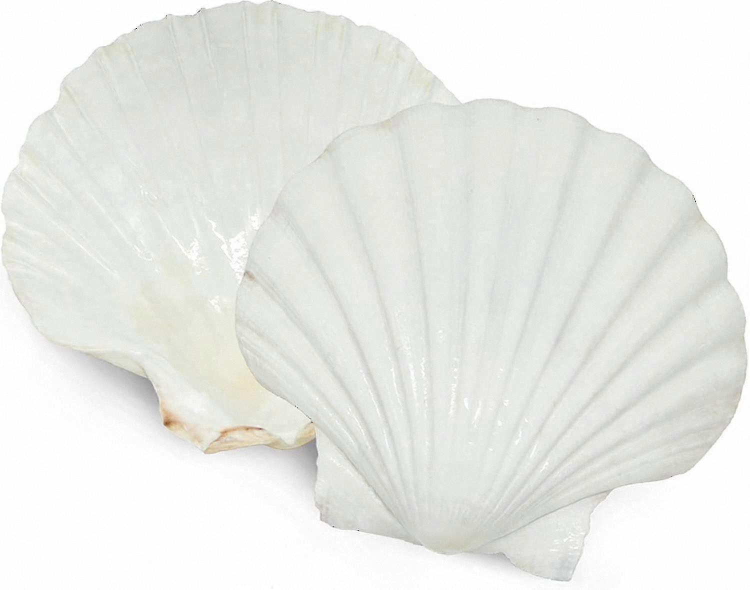 Natural White Scallop Shells, 6-Pack for Serving and Baking, Perfect for DIY Projects and Coastal Decor