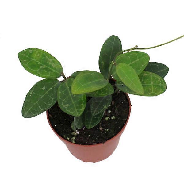 Hoya Elliptica Ø12cm