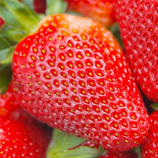 Eper Albion. Örökhordozó.