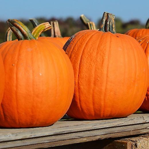 Campo de Abóbora Connecticut. Dos EUA.