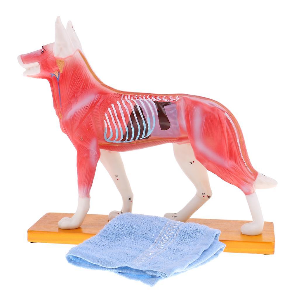 Dog Acupuncture Anatomical Model with 72 Acupuncture Points Teaching Tool