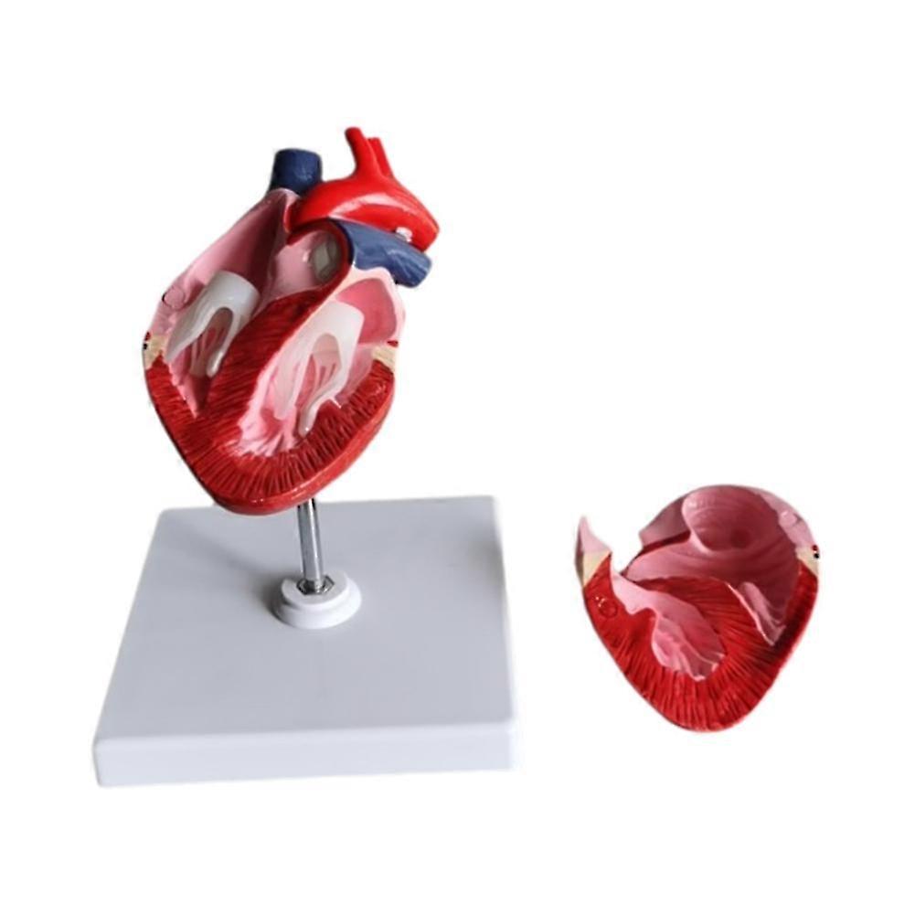 Dog Heart Anatomy Model Canines Pet Teaching Aid Healthy Dog Heart Model,Animal Heart Model