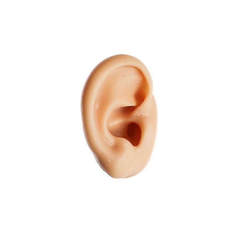 Silicone Simulation Human Ear Ear Model Medical Teaching Display Props