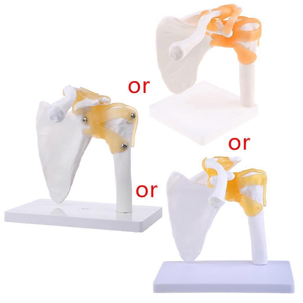 Functional Anatomical Life Size Human Anatomy Skeleton Shoulder Joint Bone Muscl White