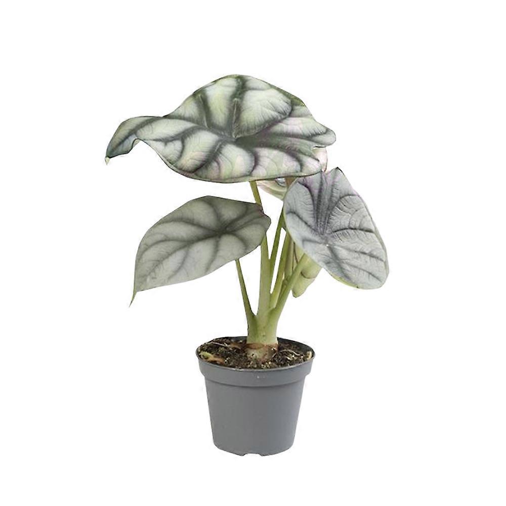 Alocasia 'Silver Dragon' Ø6cm