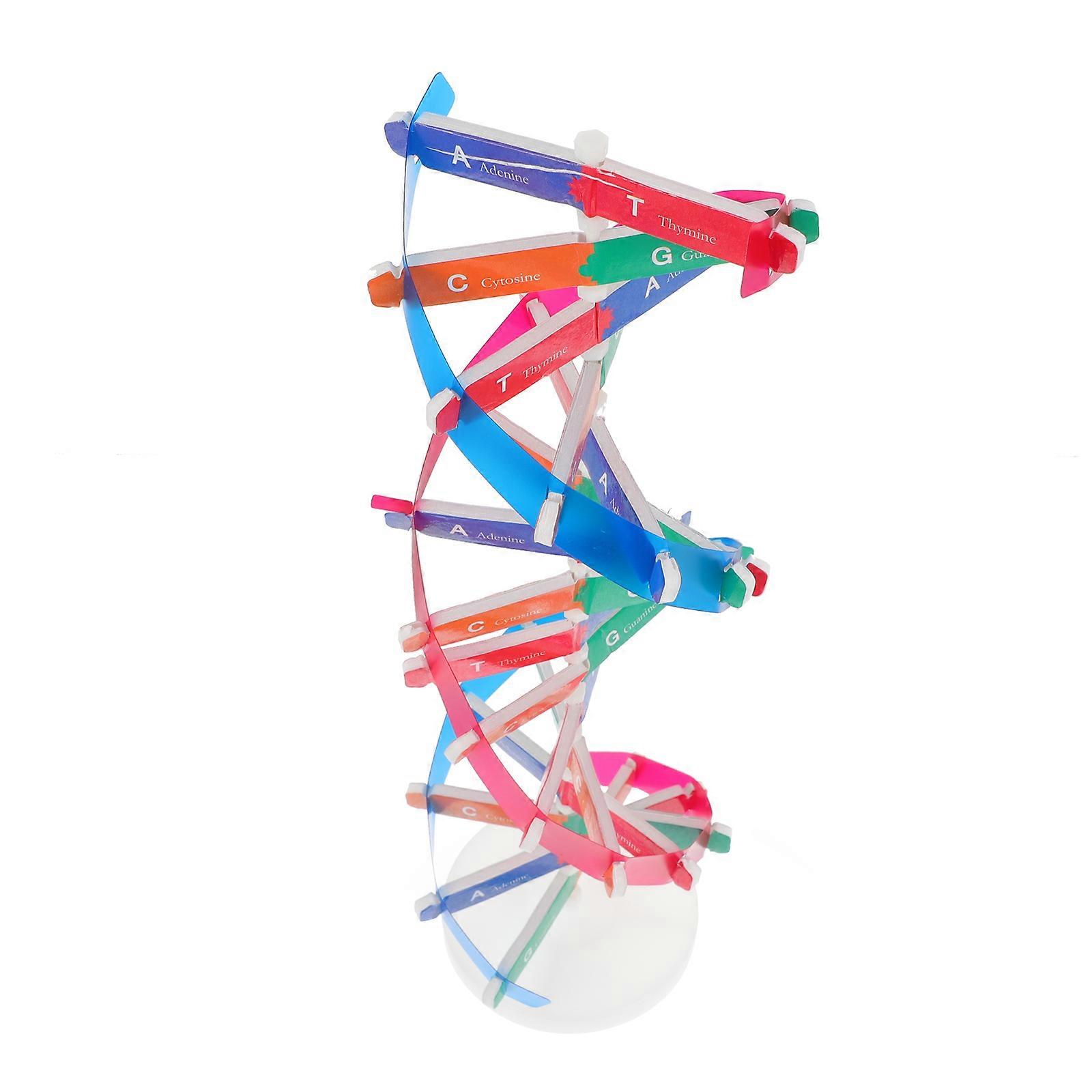 Double Helix DNA Assistant For Science Learning Activities 18X13.5X1CM 1 Set