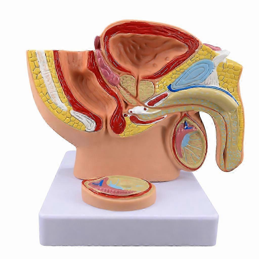 Sectional Pelvic Anatomy Teaching Kit