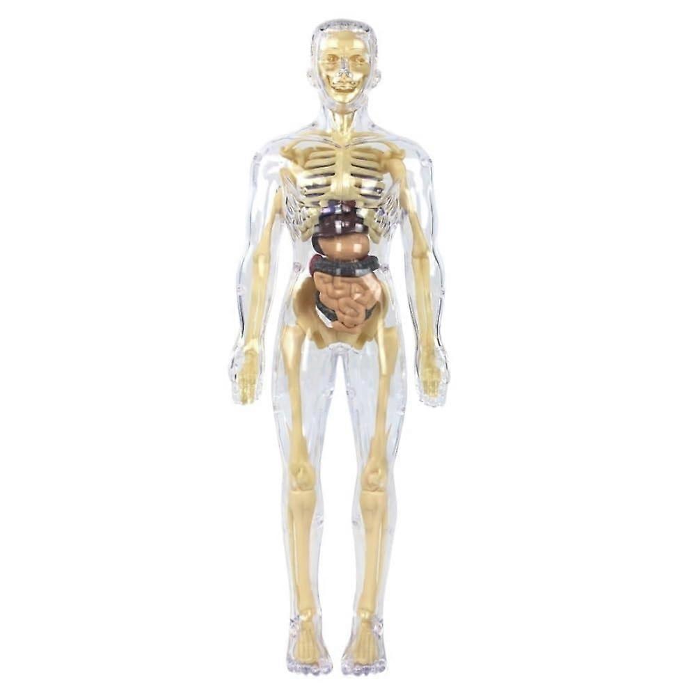 Human Anatomy Model 28.5cm Transparent Torso with Removable Parts for Educational Science