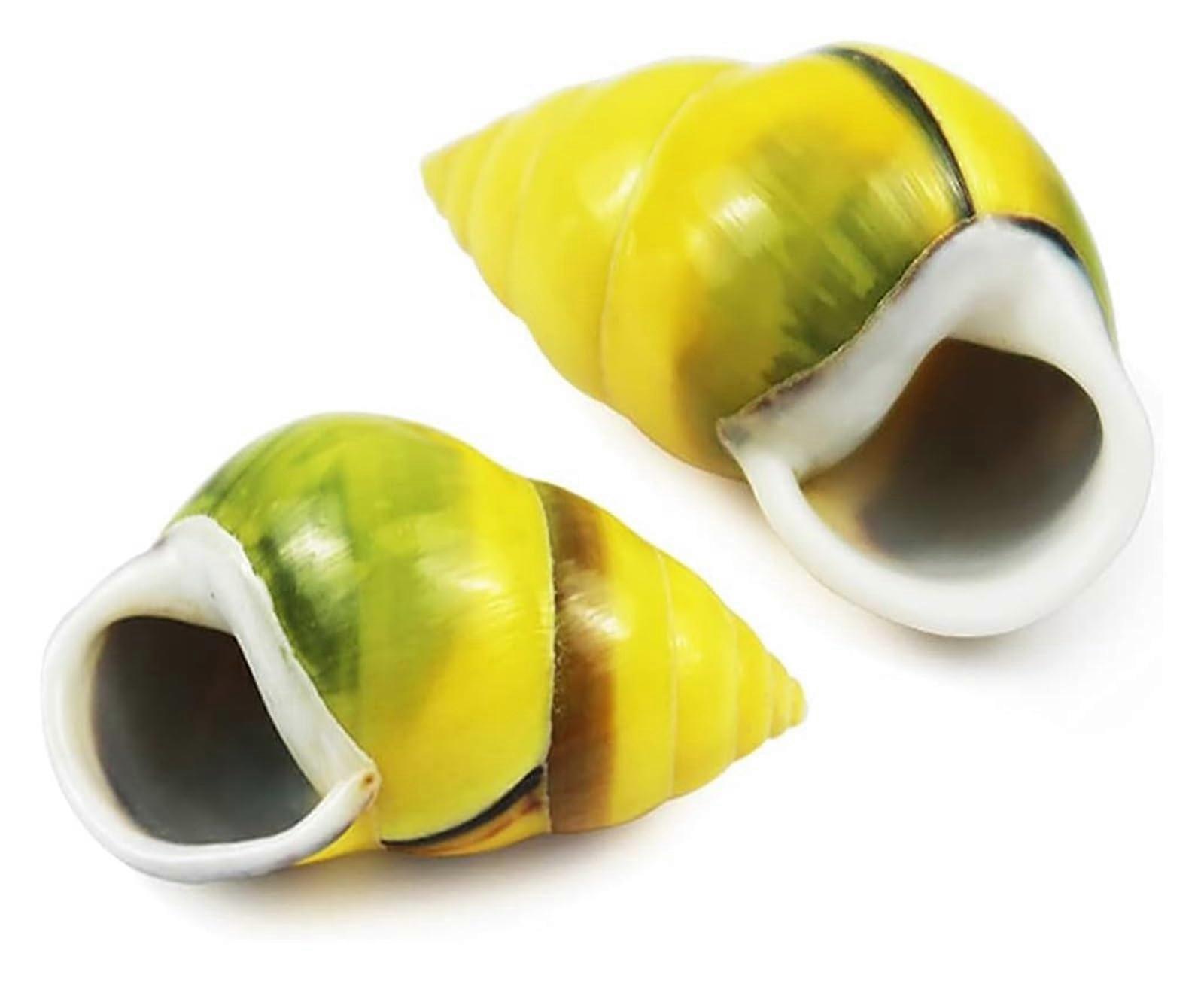 Sea Shells for Crafts and Home Decor, Authentic Beach Seashells 1.571.96 Inch Assorted Collection