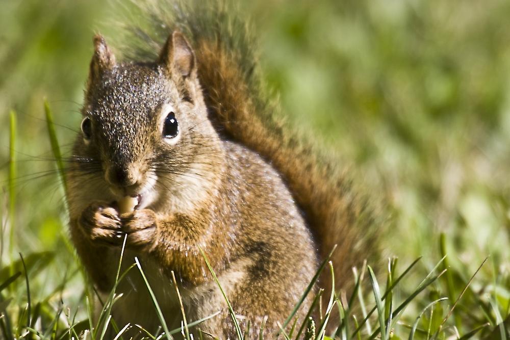 Squirrel Eating A Nut Poster