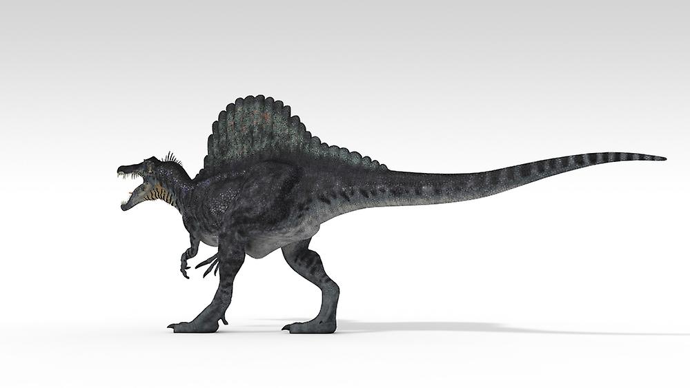 Spinosaurus dinosaur, white background. Poster