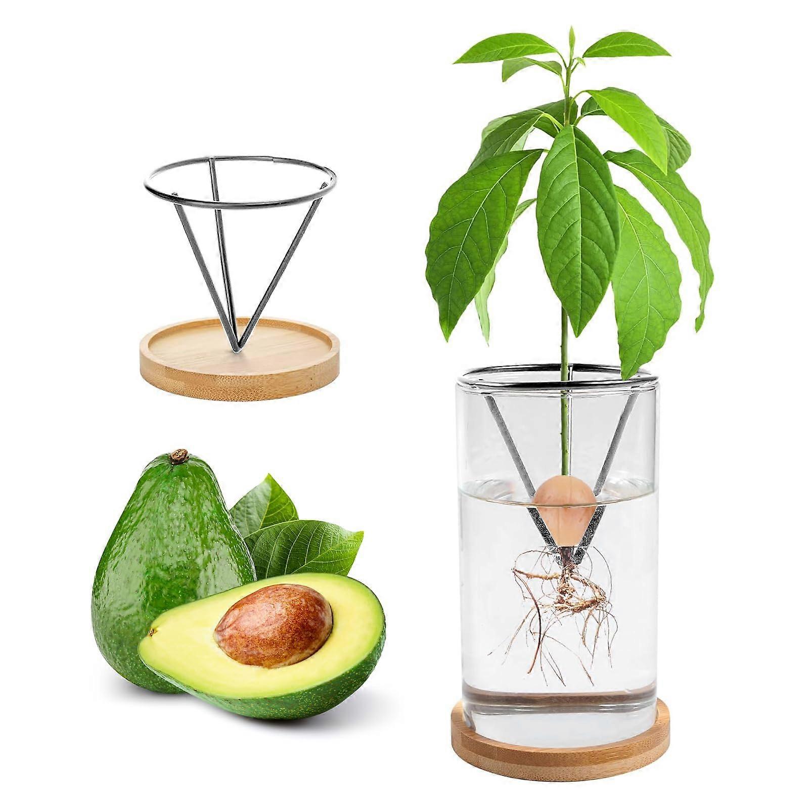 Avocado Vase For Growing Avocado Seed Starter, Triangular Metal Bracket, Wooden Base, Chrome Plating