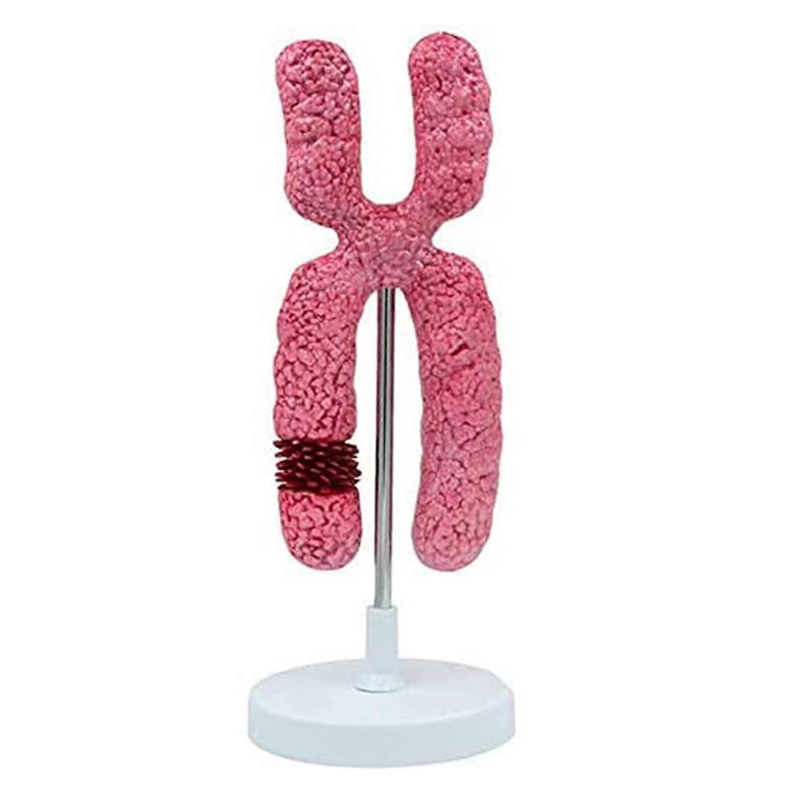 Chromosome Model with Meiosis Teaching Aid for Clear Visualization and Durable Classroom Use