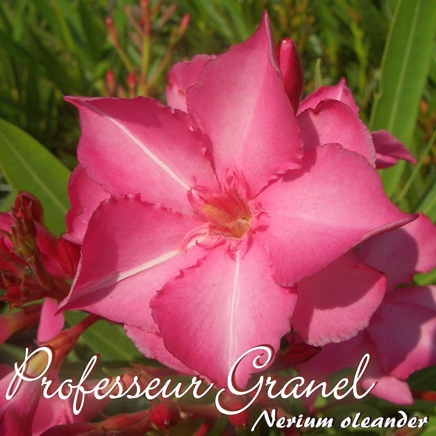 Oleander "Professeur Granel" - Nerium oleander - Size C03