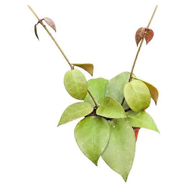 Hoya incurvula Ø7cm