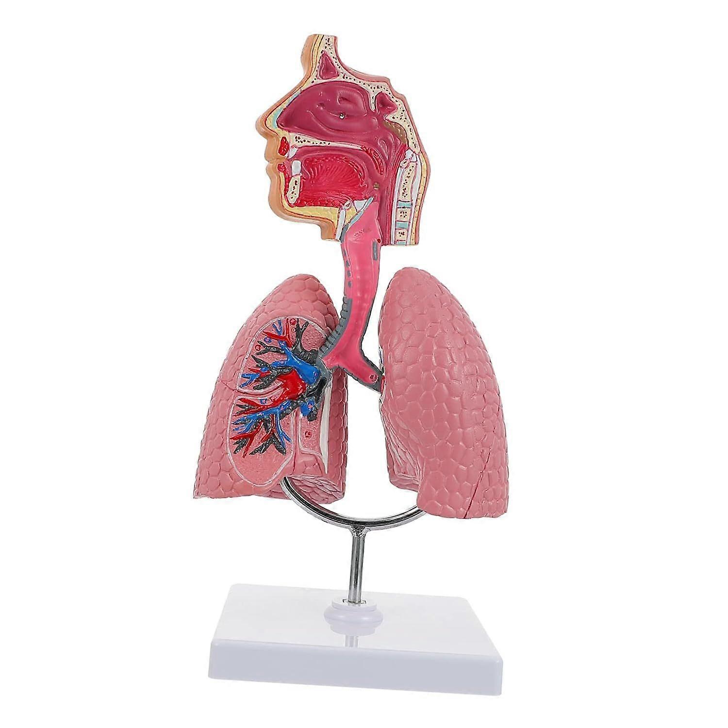 Respiratory Lung Model Removable Heart and Base