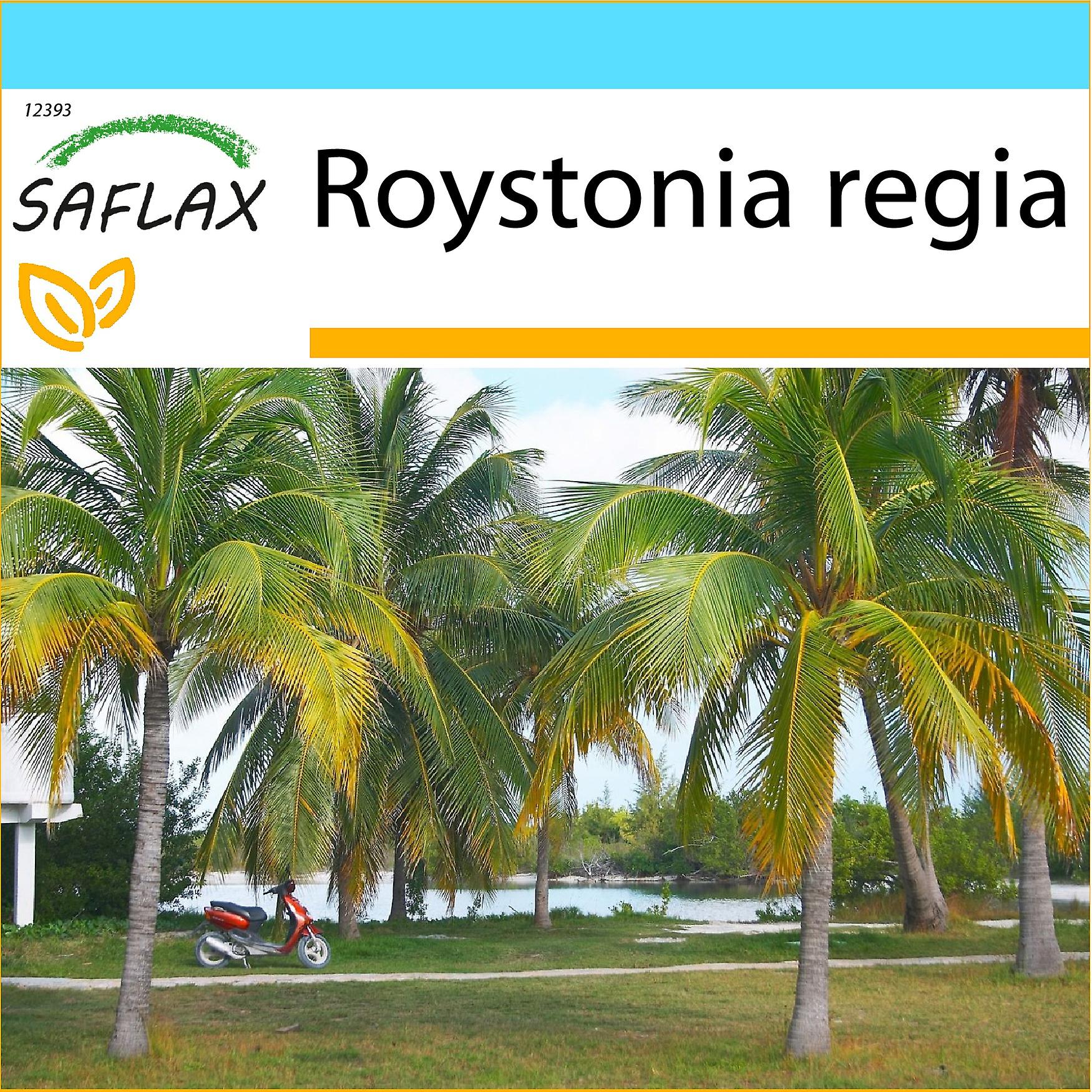Saflax - Gift set - 8 seeds - Cuban Royal Palm - Palmier royal de Cuba - Palma reale cubana - Palmera real cubana - Cubanische Königspalme