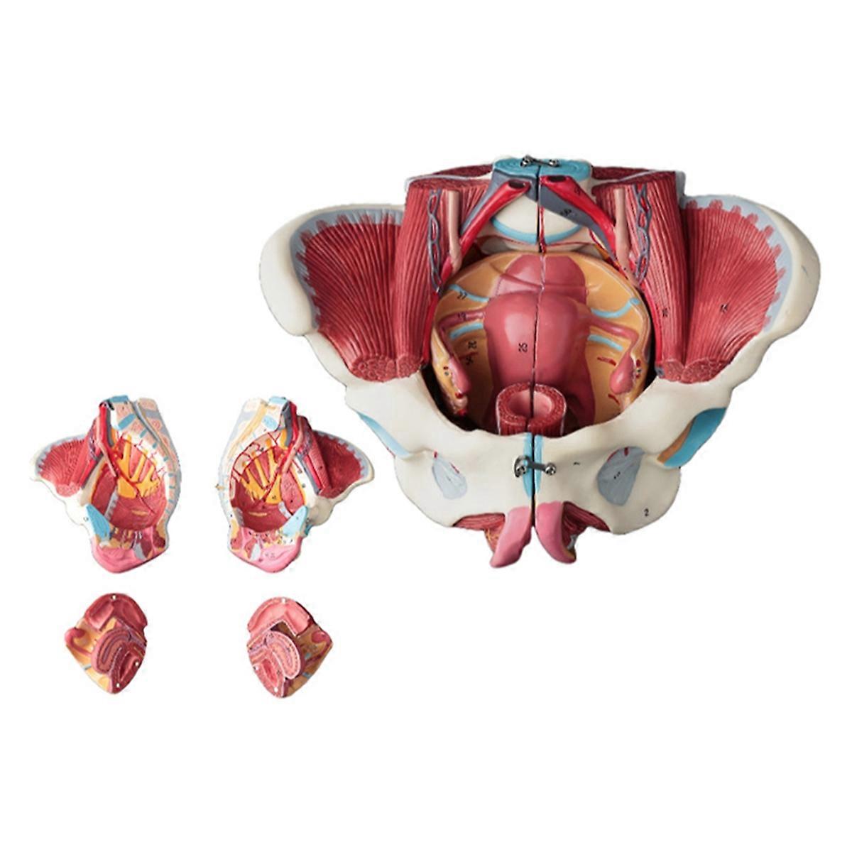 Gedemonteerd Vrouwelijk Bekken Anatomie Model PVC Vrouwelijk Bekken met Vloerspier, Zenuwen Model Lab Suppl