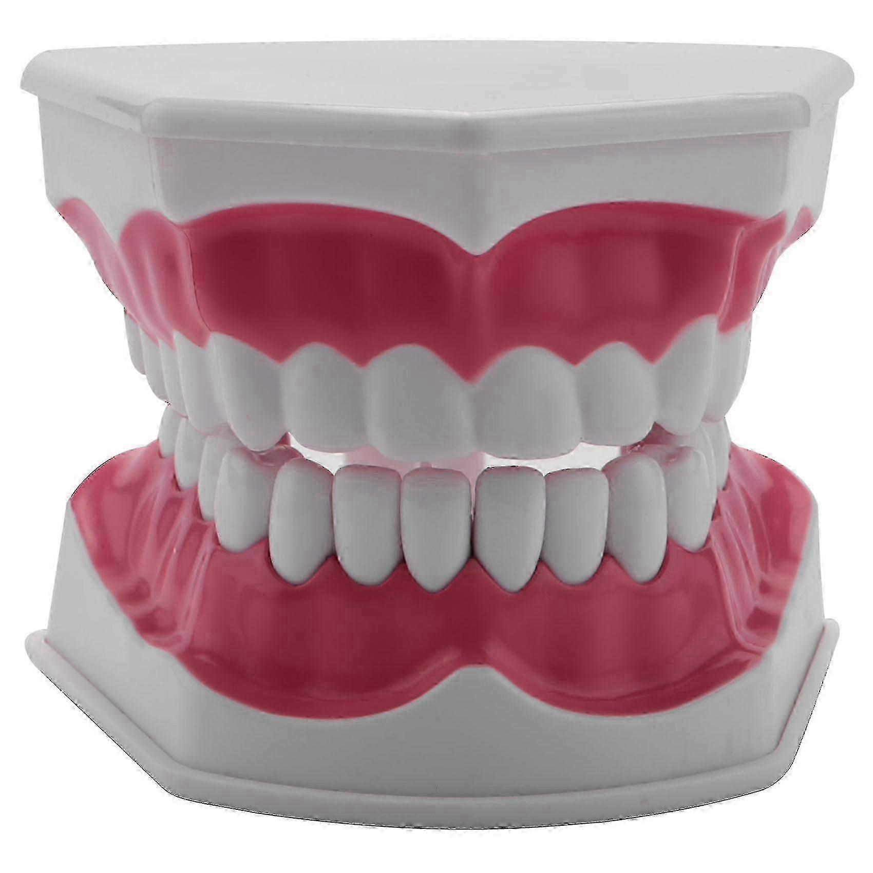Dental Model for Brushing and Flossing Practice with Visible Anatomic Features