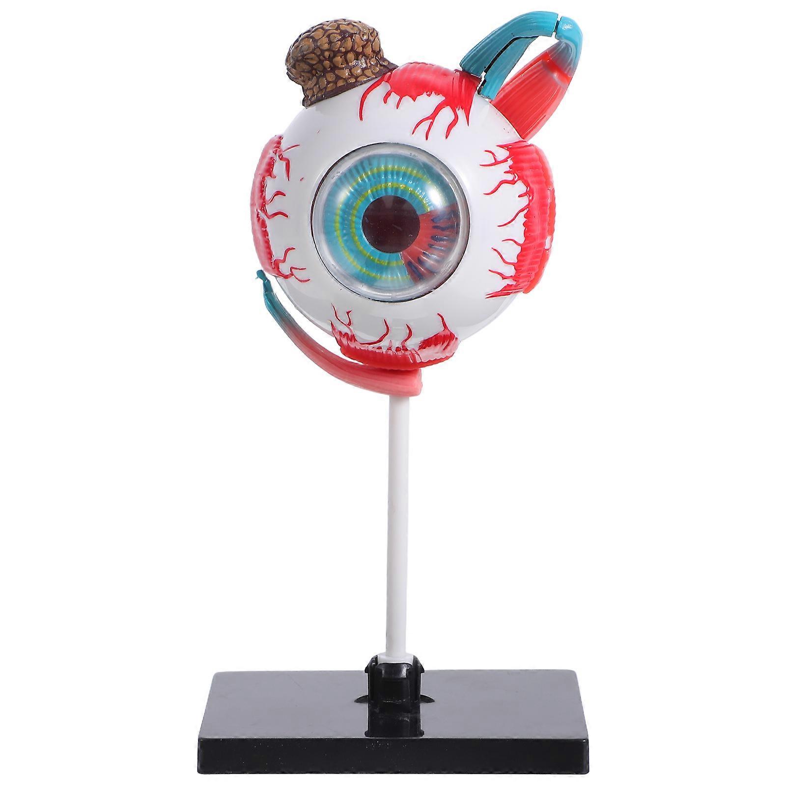 Kids Educational Toy Eye Anatomy Model for Science Learning 5Pcs Set