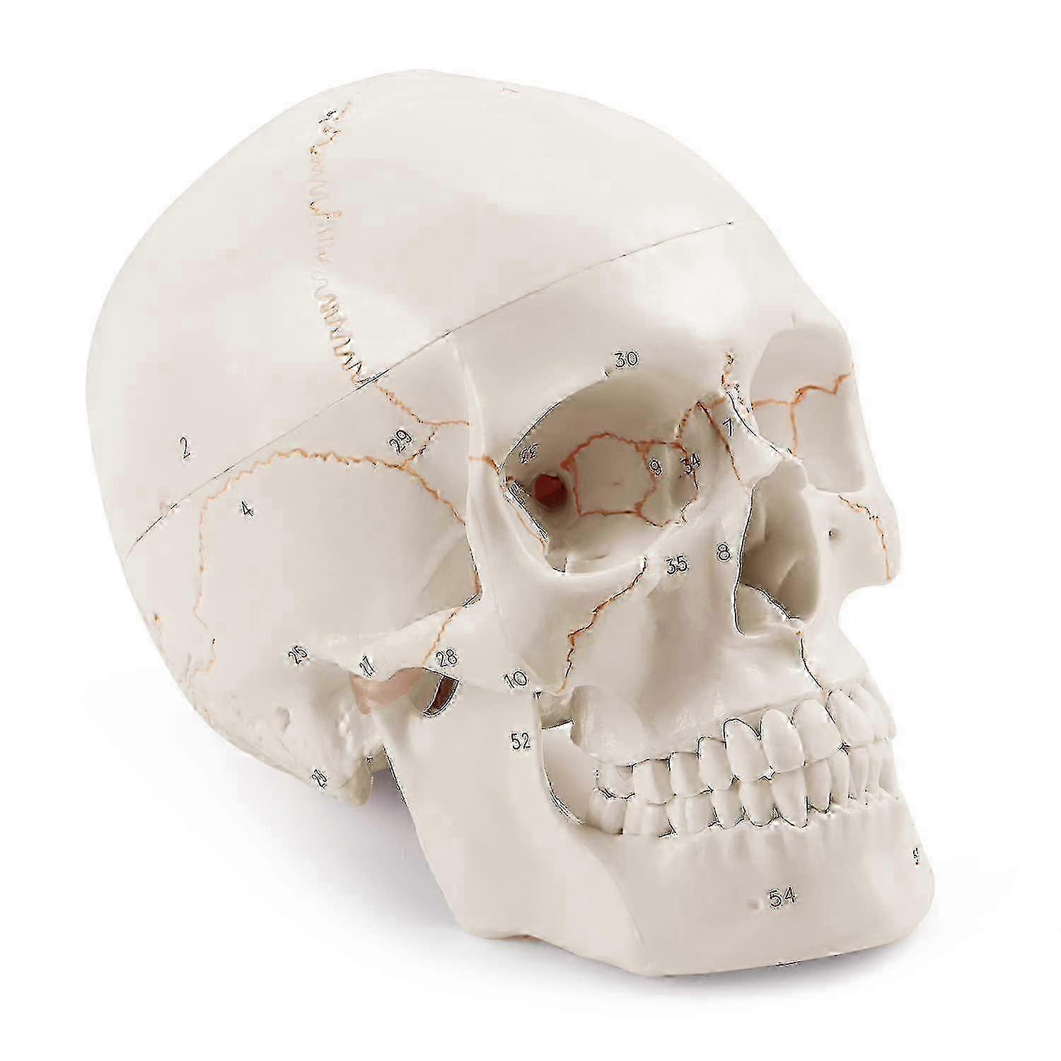 Human Skull Model, 3 Parts Numbered, 1:1 Size For Anatomical Teaching