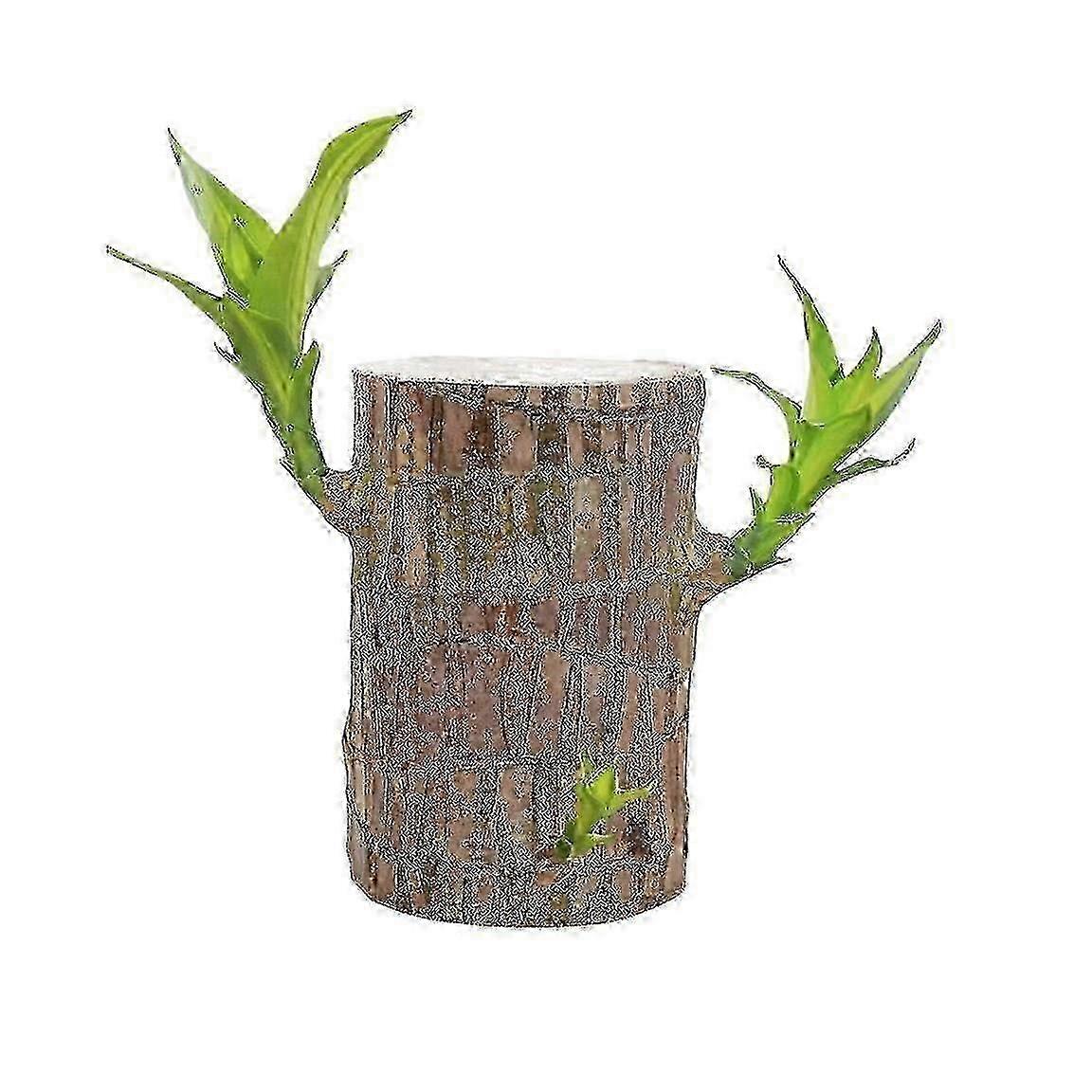 مباشرة من القاعدة ، نبات الخيزران البرازيلي المحظوظ ، مكتب مزروع بالمياه الداخلية