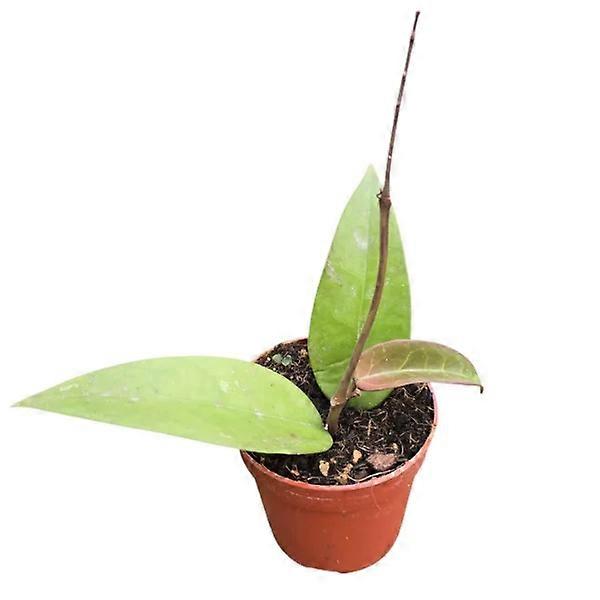 Hoya parasitica 'Red Leaf' Ø7cm