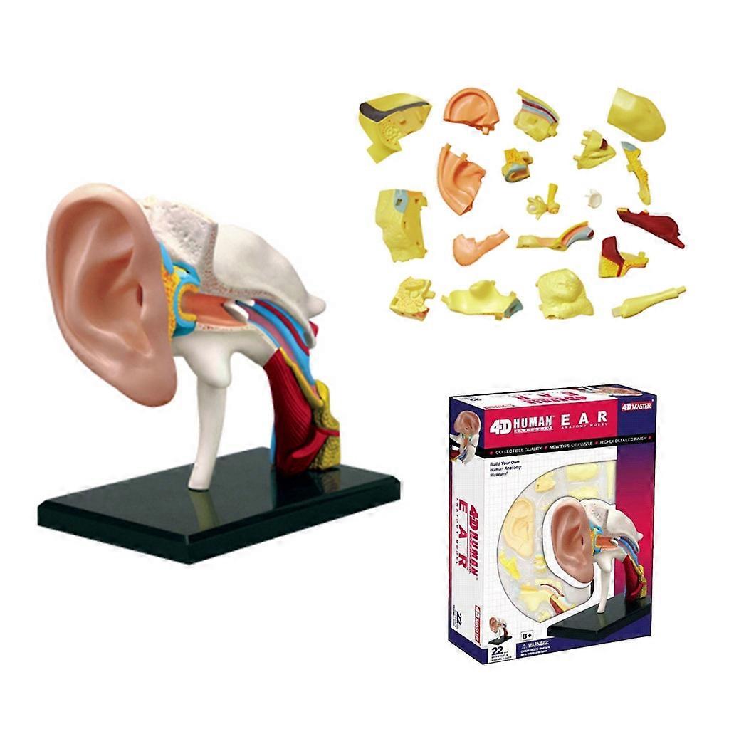 Human Ear Anatomy Model Ear Joint Simulation Model Professional PVC ...
